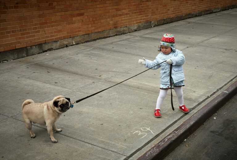 stop dog pulling on leash